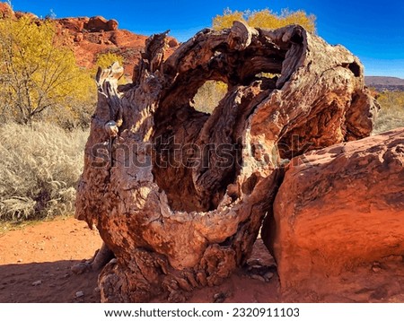 Old Cottonwood Tree on Red Reef Trail in Red Cliffs National Conservation Area near St. George Utah. Royalty-Free Stock Photo #2320911103