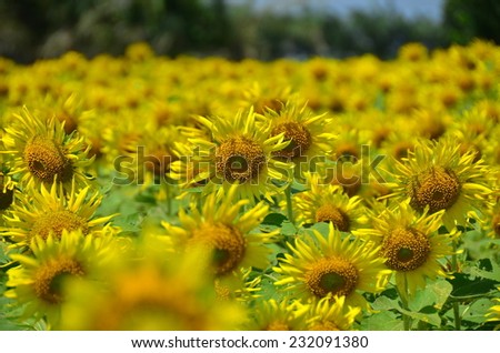 sunflowers flowers yellow background green nature