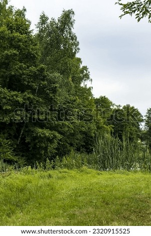 Abstract photo of the park. Reeds, grass and in the background trees and sky. Beautiful green nature. Sky with clouds. Environment, park, rest, nature.
