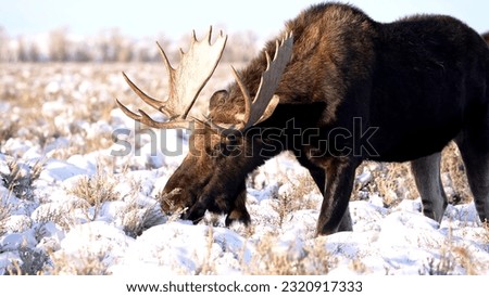 The nothern bull moose photo