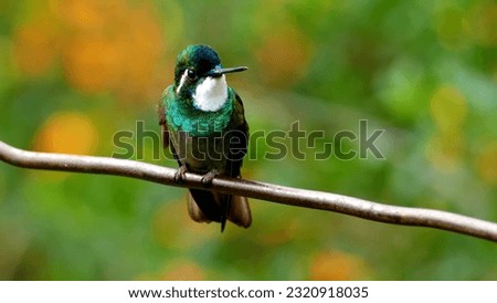 The greentailed hummingbird colibri photo