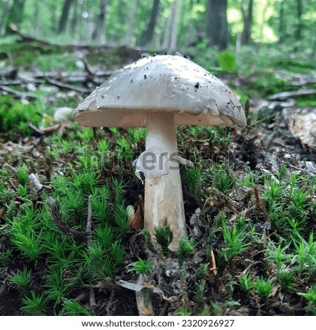Poisonous Amanita pantherina, also known as the panther cap, false blusher, and the panther amanita due to its similarity to the true blusher, is a species of fungus found in Europe and Western Asia.