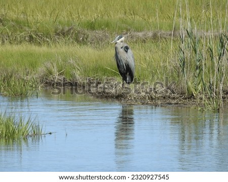 A great blue heron standing on the edge of the wetland shores. Edwin B. Forsythe National Wildlife Refuge, Galloway, New Jersey.