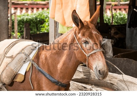 Mule, typical pack animal used in Colombian farms - Equus asinus × Equus caballus Royalty-Free Stock Photo #2320928315