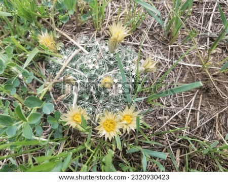 Pincushion Cactus blooming in South Dakota pasture Royalty-Free Stock Photo #2320930423