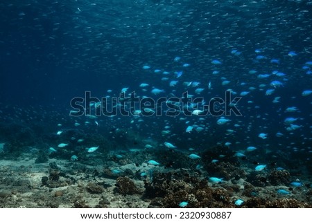 Blue Green Chromis fish fill the warm south Pacific waters off the island of Fiji in the Yasawa island group in the many coral reefs there.