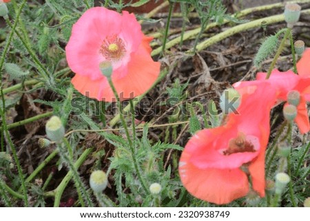 Red poppies. Flowers. Plants. Nature