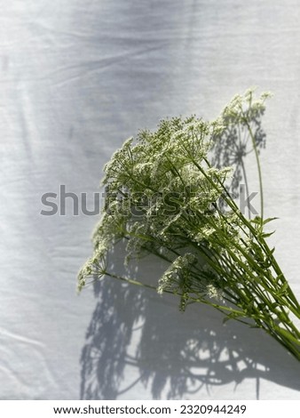 Bouquet of cow parsley flowers on white table cloth