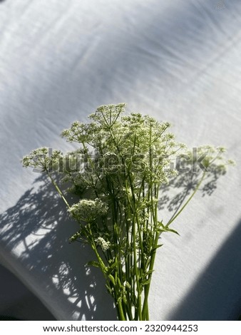 Bouquet of cow parsley flowers on white table cloth
