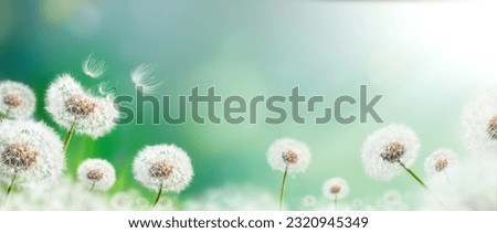 Dandelion weed seeds blowing across a brightly lit spring garden with a blurred bokeh sunny background