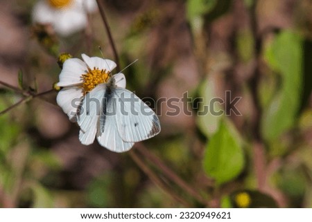 Beautiful butterfly delicately collects pollen from a flower blossom in the grassy wildlife