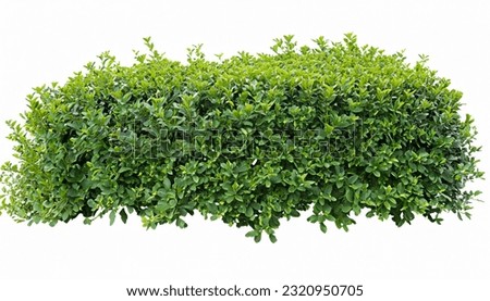 Hedge of plants isolated on white background. Bush of lush green leaves for garden design or landscaping. High quality clipping mask for professional composition.