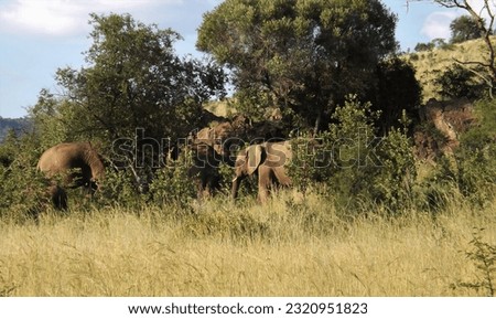 African elephants amongst the rocks