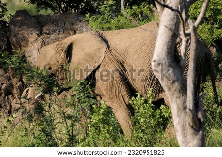 African elephants amongst the rocks