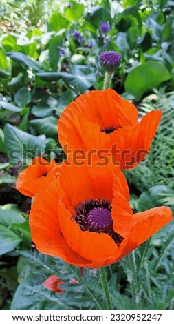 poppy flower picture made in a botanical garden