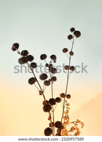 dried flowers on a beautiful color background