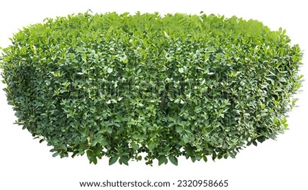 Hedge of plants isolated on white background. Bush of lush green leaves for garden design or landscaping. High quality clipping mask for professional composition.