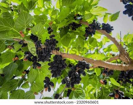 Many black mulberry fruits with green leaves on tree branches. Black morus berries in garden. Mulberry tree with ripe morus fruit outdoor. Superberry Black Mulberry Tree. Royalty-Free Stock Photo #2320960601