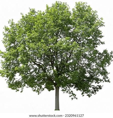 Cut out green tree. Majestic maple. Green tree isolated on white background. Cutout deciduous tree in summer. High quality clipping mask for professional composition.