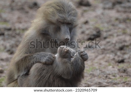 Close Up of Baboons Grooming Each Other  