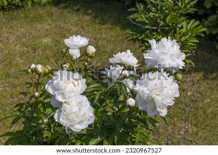 Beautiful view of garden with bush blooming white peonies flowers.