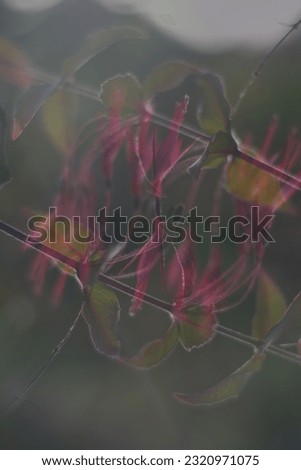 pink flowers in double exposure