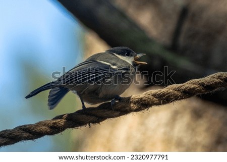 Great tit bird feeding fledgling