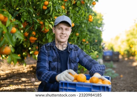Male gardener gathering crop of ripe tangerines fruits in orchard. Harvest time