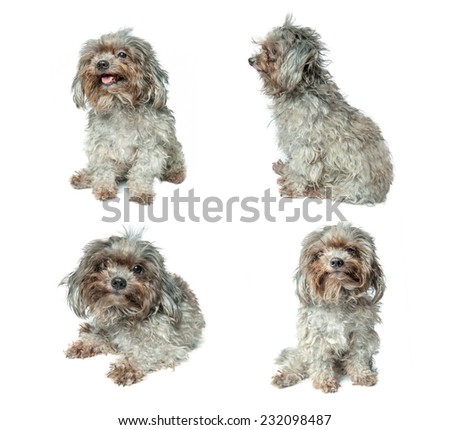 Small dog photo on a white background 