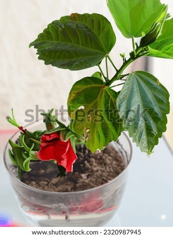 Hibiscus coccineus plant, leaves and buds in a clear glass tub.