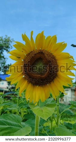 sunflowers, large sunflowers, flowers of Thailand, sunflower fields