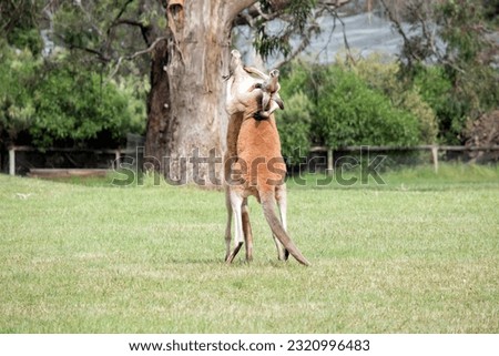 the two male kangaroos are fighting over who will end up mating with the females. the male kangaroo uses it tail to balance