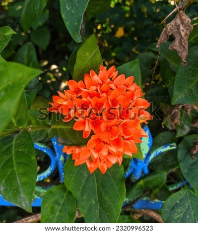Ixora chinensis, commonly known as Chinese ixora, is a species of plant in the genus Ixora