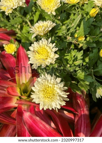 Chrysanth or Chrysanthemum morifolium Ramat or known as Erunni is an ornamental plant with flowers that blooms white