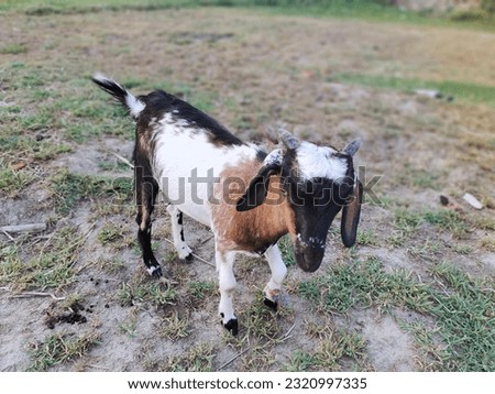 Indian male goat images beautiful 