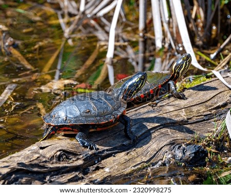 Painted Turtle couple resting on a log with moss in the pond enjoying their environment and habitat surrounding while sunbathing. Turtle Picture.
