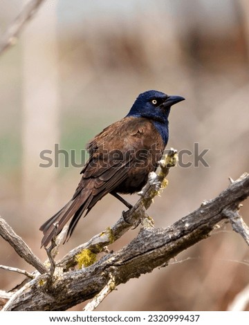 Common Grackle close-up side view perched on moss branch with blur background, displaying feathers fluffed in its environment and habitat surrounding. Grackle Picture. Portrait.