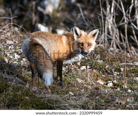 Red Fox close-up profile view side view in the spring season with blur forest background and enjoying its environment and habitat. Fox Image. Picture. Portrait.