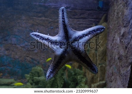 Horned Sea Stars commonly found in the warm, shallow waters of the Indo-Pacific region