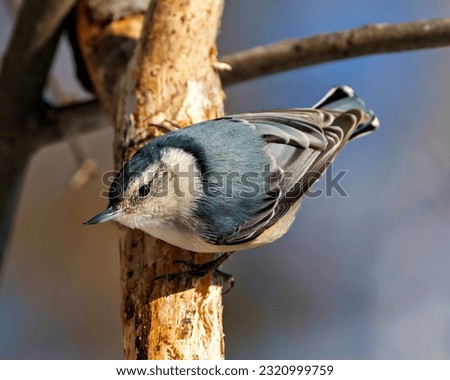 White-breasted Nuthatch rear view perched on a tree branch with a blur blue background in its environment and habitat surrounding. Nuthatch Back Portrait.