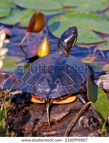 Painted turtle close-up rear view, resting on a moss log in the pond with water lily pads and displaying its turtle shell, head, paws in its environment and habitat surrounding. Turtle Picture.