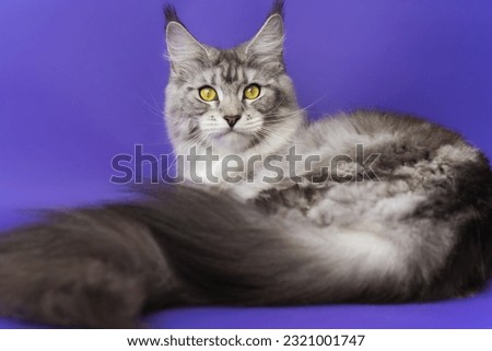 Cropped view of Maine Coon Cat with big fluffy tail black silver classic tabby and white color 1 year old looking at camera. Shot on blue background. Part series of lying down kitty with yellow eyes Royalty-Free Stock Photo #2321001747