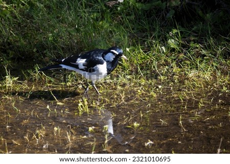 A friendly black and white Magpie-lark (Grallina cyanoleuca) an Australian bird with pee-o-wit' cry called Pee Wee , Murray magpie or Mudlark looks for food on a late morning in late winter. Royalty-Free Stock Photo #2321010695