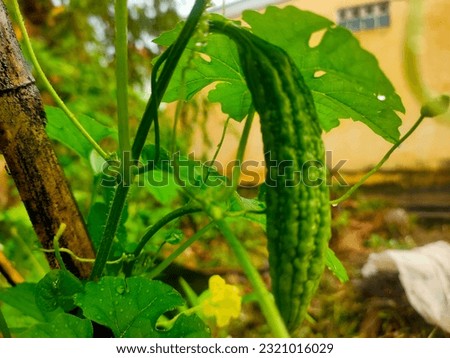 Bitter gourd fruit that thrives in nature