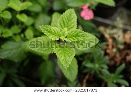 Lemon balm (Melissa officinalis) is a perennial herbaceous plant in the mint family and native to south-central Europe Royalty-Free Stock Photo #2321017871