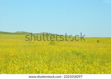 A huge fertile pasture with lush yellow grass at the foot of a range of hills under a warm summer sky. Khakassia, Siberia, Russia.