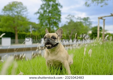 Dog sitting at grass field looking at camera.                              
