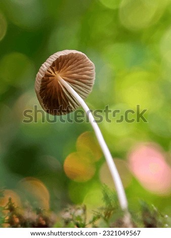 The picture of side view of beautiful close up of forest mushrooms. Mushrooms photo, blur bokeh background

