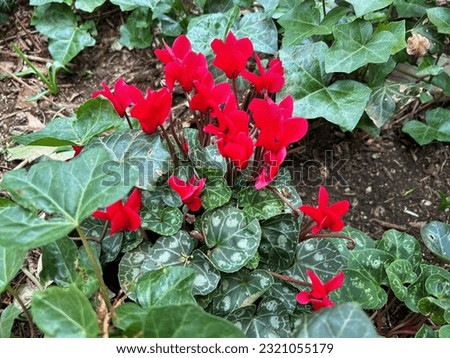 Red cyclamen (genus Cyclamen) plant 