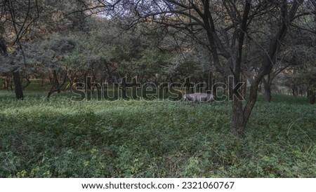 In the thickets of the shady jungle, in a clearing with green grass, an antelope nilgai – Boselaphus tragocamelus  grazes. India. Ranthambore National Park. Royalty-Free Stock Photo #2321060767